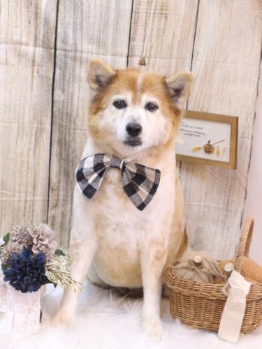 20241015ボニーちゃん